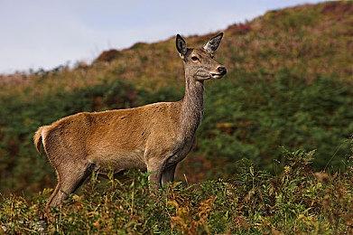 韩媒透露《BBQ》变更为《Project AK》继续开发